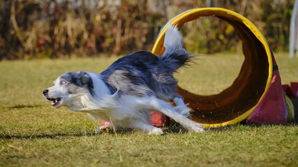 Etkin köpekler için çeviklik sporu.