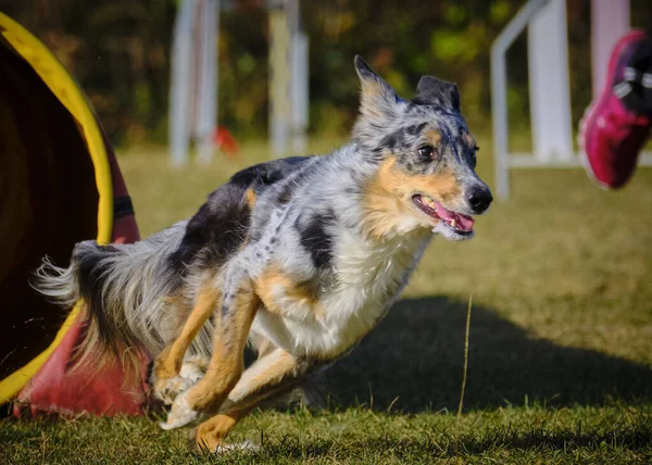 Активный Спорт Активных Собак — стоковое фото