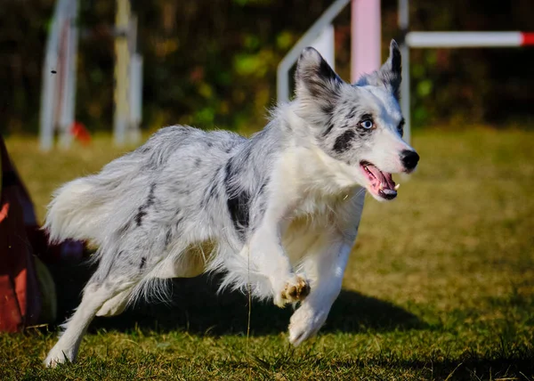 Etkin köpekler için çeviklik sporu.