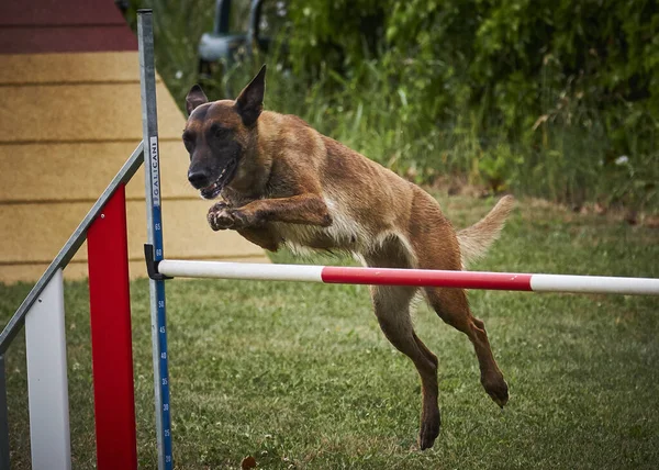 Agilità Sportiva Cani Attivi — Foto Stock