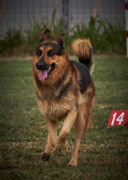 stock image Agility sport for active dogs.