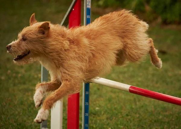 Стимулюючий Спорт Активних Собак — стокове фото