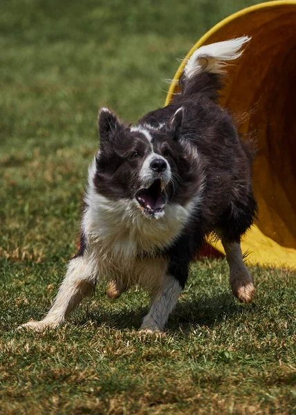Desporto Agilidade Para Cães Ativos Fotos De Bancos De Imagens Sem Royalties