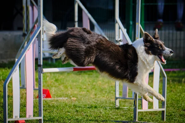 Agilidad Deportiva Para Perros Activos Imágenes de stock libres de derechos