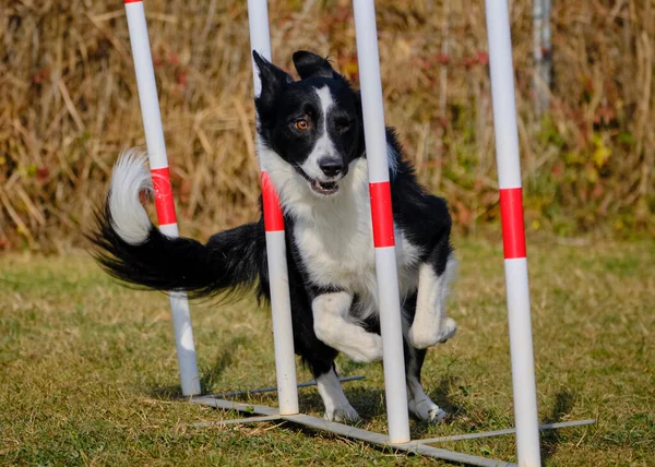 Desporto Agilidade Para Cães Ativos Fotos De Bancos De Imagens