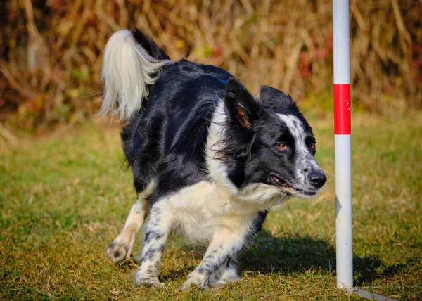 Desporto Agilidade Para Cães Ativos Imagens De Bancos De Imagens Sem Royalties