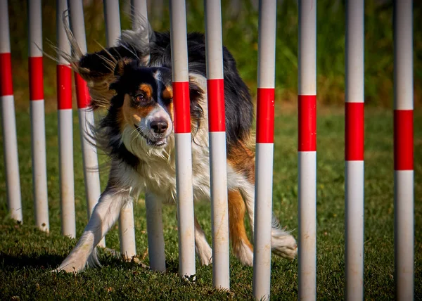 Desporto Agilidade Para Cães Ativos Fotos De Bancos De Imagens