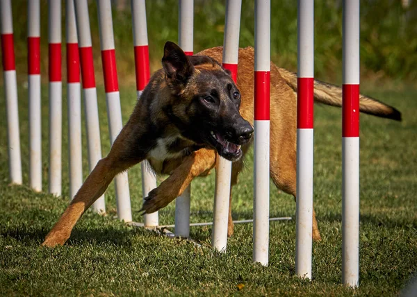 Desporto Agilidade Para Cães Ativos Fotos De Bancos De Imagens Sem Royalties