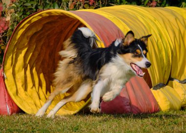 Etkin köpekler için çeviklik sporu.