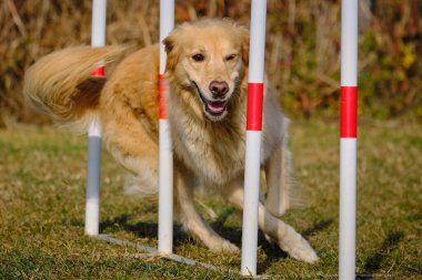 Etkin köpekler için çeviklik sporu.