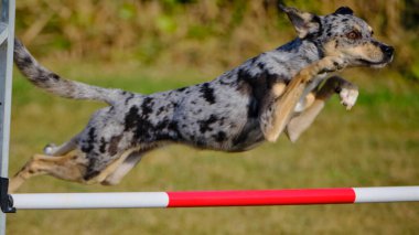 Etkin köpekler için çeviklik sporu.
