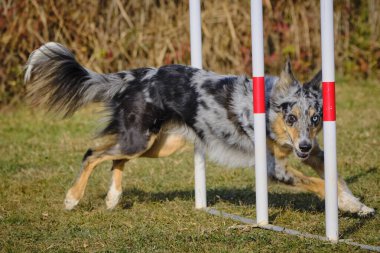 Etkin köpekler için çeviklik sporu.