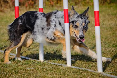Etkin köpekler için çeviklik sporu.