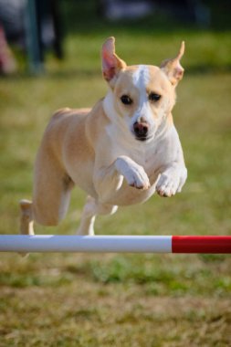 Etkin köpekler için çeviklik sporu.