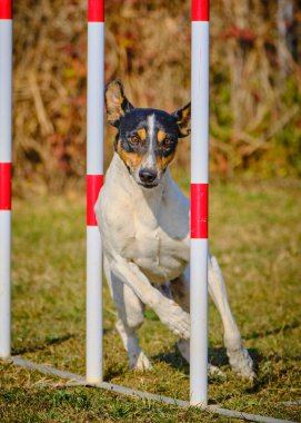 Etkin köpekler için çeviklik sporu.