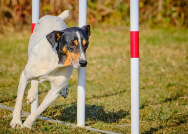 Etkin köpekler için çeviklik sporu.