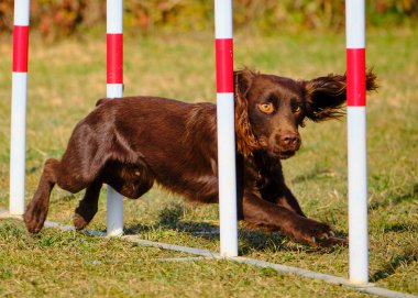 Etkin köpekler için çeviklik sporu.