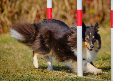 Etkin köpekler için çeviklik sporu.