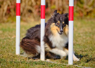 Etkin köpekler için çeviklik sporu.