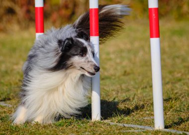 Etkin köpekler için çeviklik sporu.