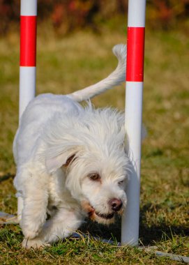 Etkin köpekler için çeviklik sporu.