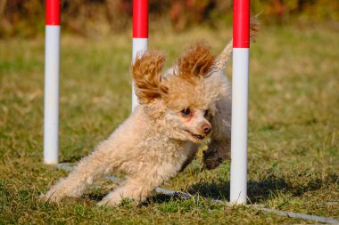 Etkin köpekler için çeviklik sporu.
