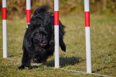 Etkin köpekler için çeviklik sporu.