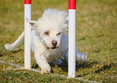 Etkin köpekler için çeviklik sporu.
