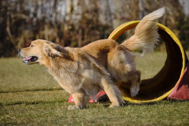 Etkin köpekler için çeviklik sporu.