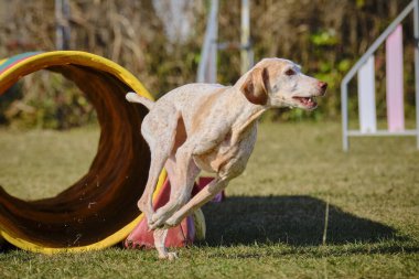 Etkin köpekler için çeviklik sporu.