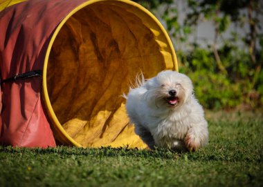 Etkin köpekler için çeviklik sporu.