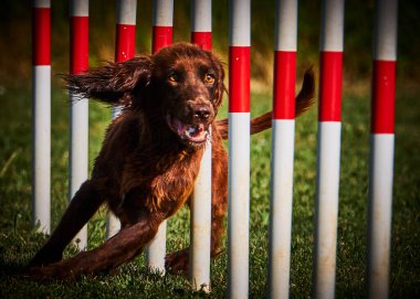 Etkin köpekler için çeviklik sporu.