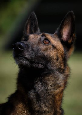 Etkin köpekler için çeviklik sporu.