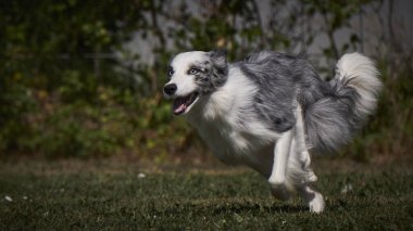 Etkin köpekler için çeviklik sporu.