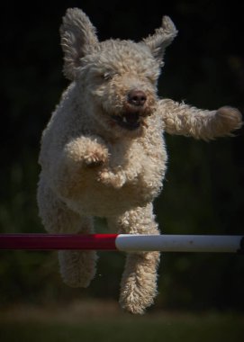 Etkin köpekler için çeviklik sporu.