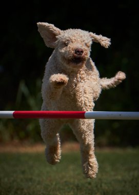 Etkin köpekler için çeviklik sporu.