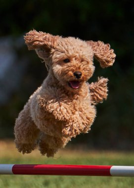 Etkin köpekler için çeviklik sporu.