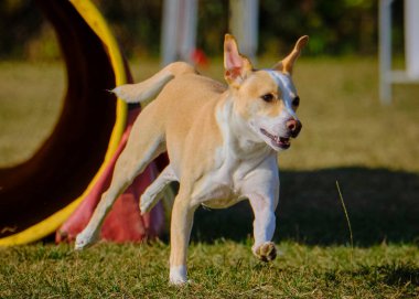 Etkin köpekler için çeviklik sporu.