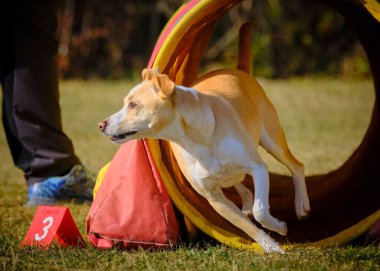 Etkin köpekler için çeviklik sporu.