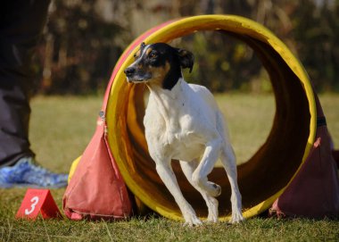 Etkin köpekler için çeviklik sporu.
