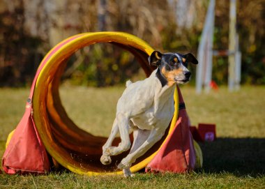 Etkin köpekler için çeviklik sporu.