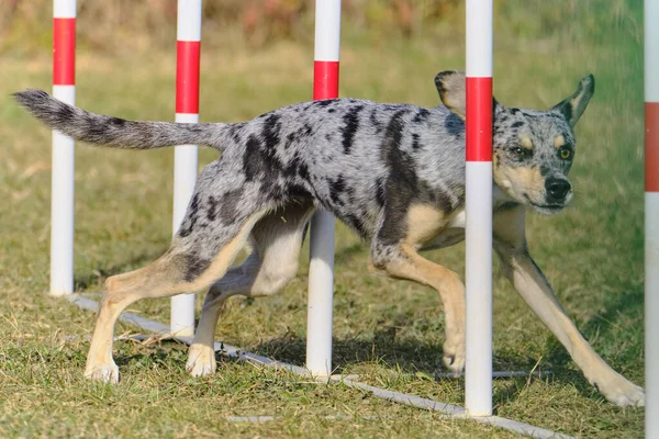 Agility sport for active dogs.