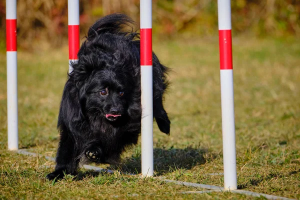 Agility Sport Active Dogs — Stock Photo, Image