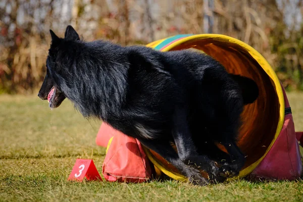 Etkin köpekler için çeviklik sporu.