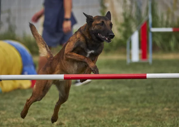 stock image Agility sport for active dogs.