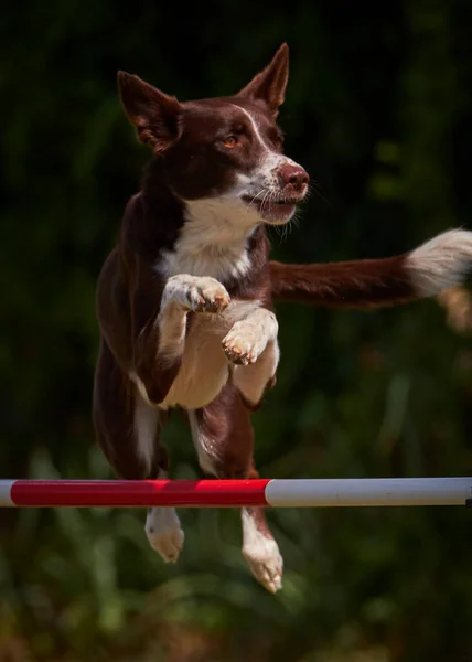 活动犬的敏捷性运动 — 图库照片