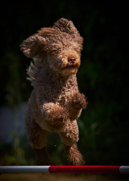 stock image Agility sport for active dogs.