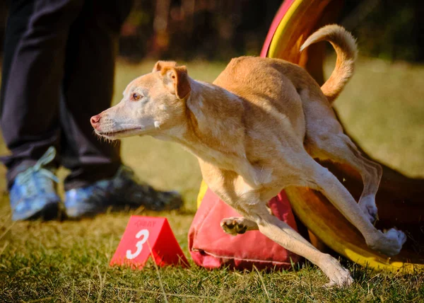Etkin köpekler için çeviklik sporu.