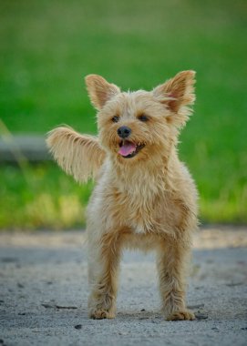 Köpek cinsi Yorkshire Teriyeri