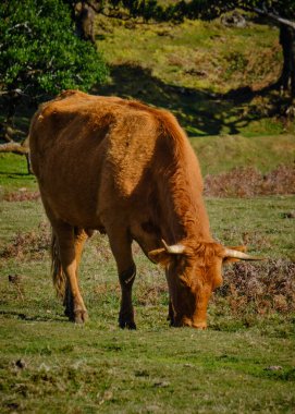 Yeşil tarlada bir inek